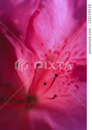 籬笆上盛開著深粉紅色的杜鵑花 139159516