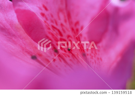 籬笆上盛開著深粉紅色的杜鵑花 139159518