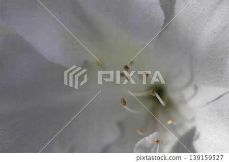 White azalea flowers blooming on the hedge 139159527