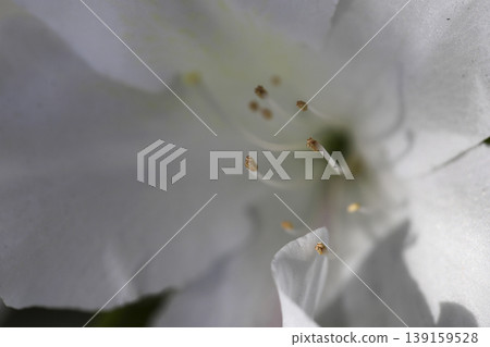 White azalea flowers blooming on the hedge White azalea flowers blooming on the hedge 139159528