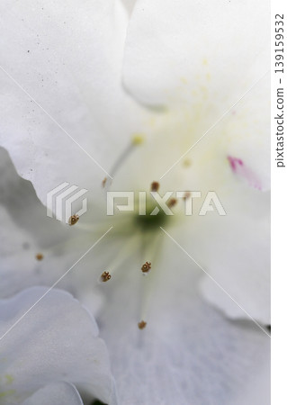 White azalea flowers blooming on the hedge White azalea flowers blooming on the hedge 139159532