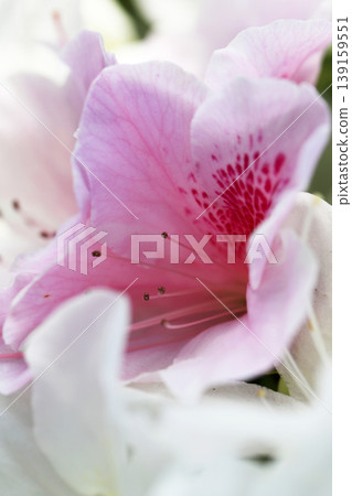 樹籬上盛開的杜鵑花呈現出美麗的粉紅色漸層。 139159551