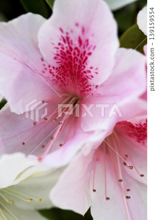 The azalea flowers blooming on the hedge have a beautiful gradient of pink. The azalea flowers blooming on the hedge have a beautiful gradient of pink. 139159554