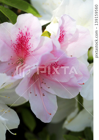 樹籬上盛開的杜鵑花呈現出美麗的粉紅色漸層。 139159560