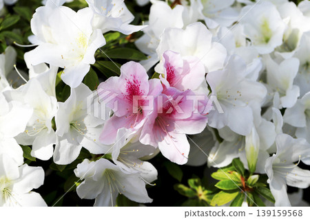 A beautiful azalea flower with a pink gradient blooming amongst white azaleas. 139159568