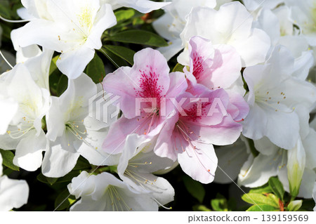 A beautiful azalea flower with a pink gradient blooming amongst white azaleas. A beautiful azalea flower with a pink gradient blooming amongst white azaleas. 139159569