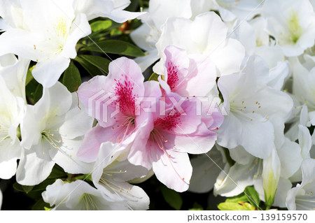 一朵美麗的粉紅色漸變杜鵑花在白色杜鵑花叢中盛開。 139159570