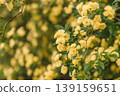 A spring path adorned with fully bloomed Banksia roses. 139159651