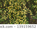 A spring path adorned with fully bloomed Banksia roses. 139159652