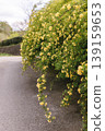 A spring path adorned with fully bloomed Banksia roses. 139159653