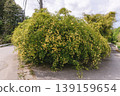 A spring path adorned with fully bloomed Banksia roses. 139159654