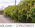 A spring path adorned with fully bloomed Banksia roses. 139159655