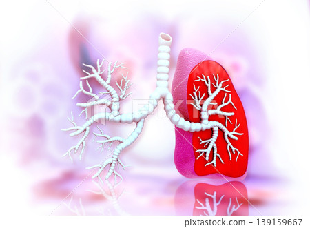 Human lungs anatomy 139159667
