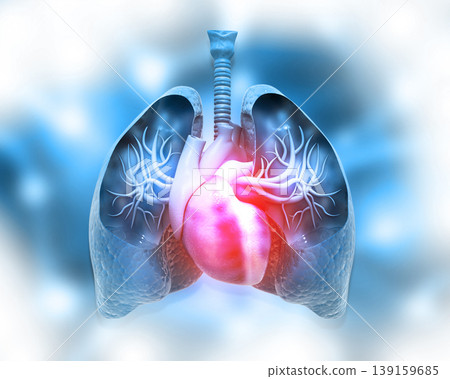 Human lungs and heart Human lungs and heart 139159685