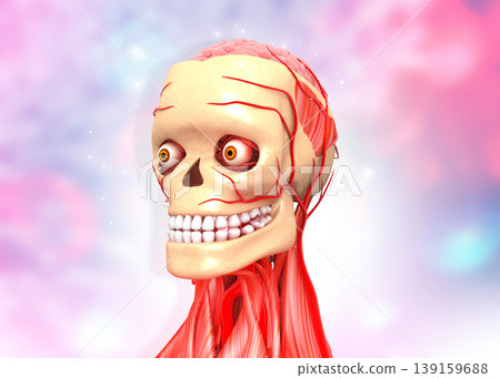 Human head anatomy Human head anatomy 139159688