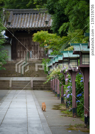 A cat walking along the temple path lined with blooming hydrangeas. A traditional Japanese image. Kyoto, Japan. A cat walking along the temple path lined with blooming hydrangeas. A traditional Japanese image. Kyoto, Japan. 139159786