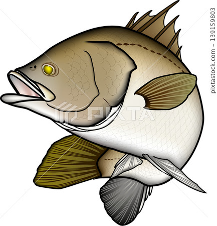 Fish illustration: Barramundi (Larvaeidae family, Southern Barramundi), vector format, single fish on a white background. Fish illustration: Barramundi (Larvaeidae family, Southern Barramundi), vector format, single fish on a white background. 139159803