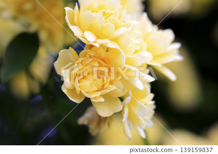 Yellow flowers of the Banksia rose hanging from the trellis in the flowerbed. Yellow flowers of the Banksia rose hanging from the trellis in the flowerbed. 139159837