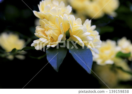 Yellow flowers of the Banksia rose hanging from the trellis in the flowerbed. Yellow flowers of the Banksia rose hanging from the trellis in the flowerbed. 139159838
