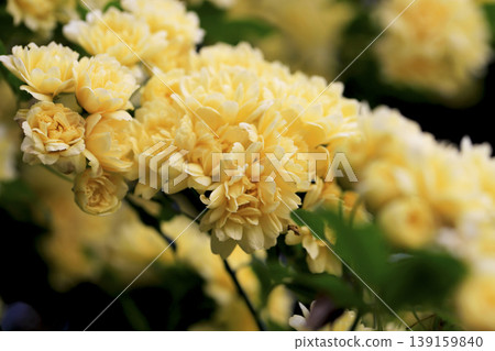 花壇裡，藤架上垂掛著黃花山楂玫瑰。 139159840