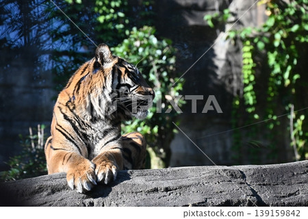Beautiful and powerful Sumatran tiger 139159842