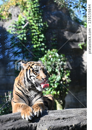 Beautiful and powerful Sumatran tiger 139159844