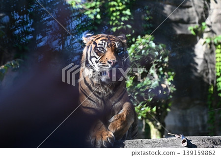 Beautiful and powerful Sumatran tiger Beautiful and powerful Sumatran tiger 139159862