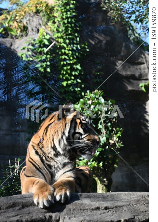 Beautiful and powerful Sumatran tiger Beautiful and powerful Sumatran tiger 139159870