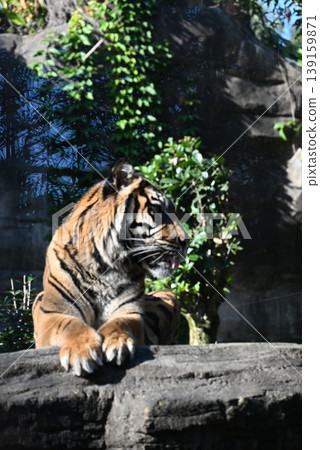Beautiful and powerful Sumatran tiger Beautiful and powerful Sumatran tiger 139159871