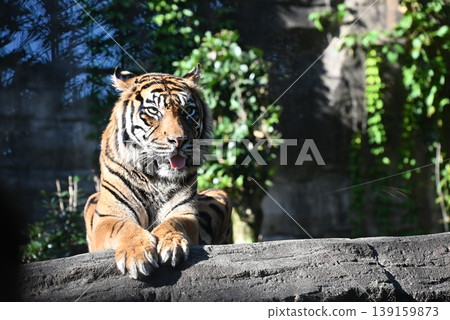 Beautiful and powerful Sumatran tiger Beautiful and powerful Sumatran tiger 139159873