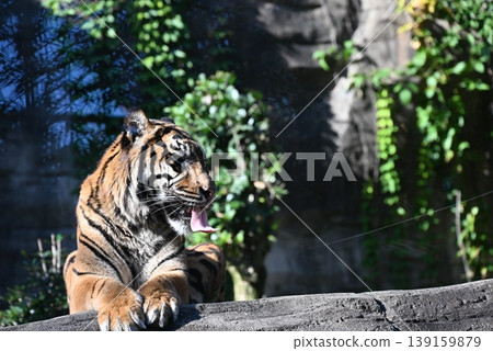 Beautiful and powerful Sumatran tiger Beautiful and powerful Sumatran tiger 139159879