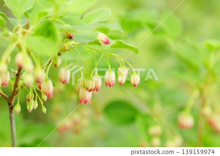 Redvein enkianthus in full bloom Redvein enkianthus in full bloom 139159974