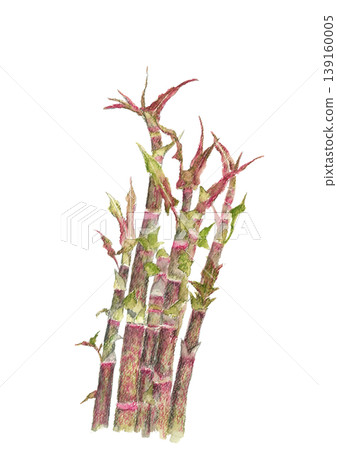 Watercolor illustration of Itadori (Japanese knotweed) [Hand-drawn] White background cutout 139160005