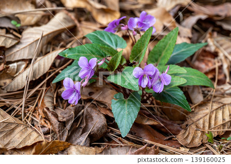A reddish-purple Shihai violet flower blooming in the forest A reddish-purple Shihai violet flower blooming in the forest 139160025