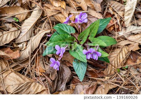 森林中綻放的紫紅色時海紫羅蘭花 139160026