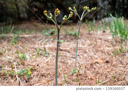 蕨菜，一種生長在山裡的野菜 139160037