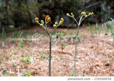 蕨菜，一種生長在山裡的野菜 139160038