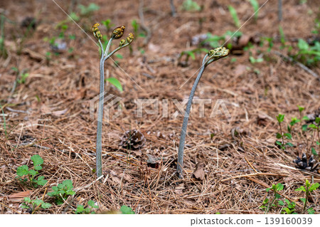 蕨菜,一種生長在山裡的野菜 蕨菜,一種生長在山裡的野菜 139160039
