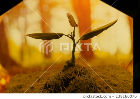 Adenium obesum sprout close up with yellow light Adenium obesum sprout close up with yellow light 139160070