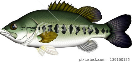 魚類插圖：黑鱸魚，側面視圖，向量圖，白色背景。 139160125