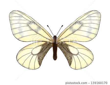 帕納西斯灰蝶(Parnassius glacialis)插圖;圖像;剪貼畫;插圖;PNG。 帕納西斯灰蝶(Parnassius glacialis)插圖;圖像;剪貼畫;插圖;PNG。 139160170