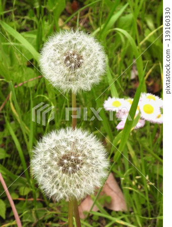 Dandelion's fluff 139160330