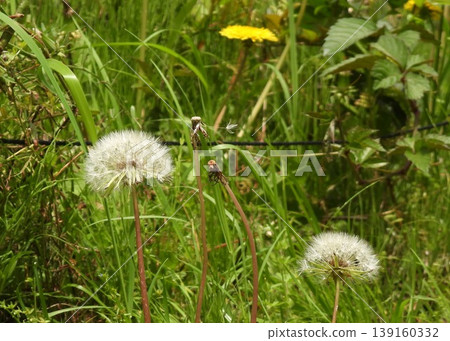 Dandelion's fluff Dandelion's fluff 139160332