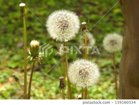 Dandelion's fluff Dandelion's fluff 139160334