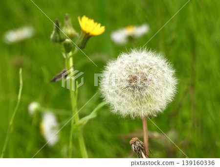 Dandelion's fluff Dandelion's fluff 139160336