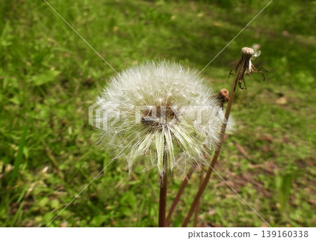 Dandelion's fluff Dandelion's fluff 139160338