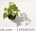 Birch mini bonsai Birch mini bonsai 139160341