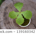 Japanese oak mini bonsai Japanese oak mini bonsai 139160342