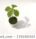 Japanese oak mini bonsai Japanese oak mini bonsai 139160343