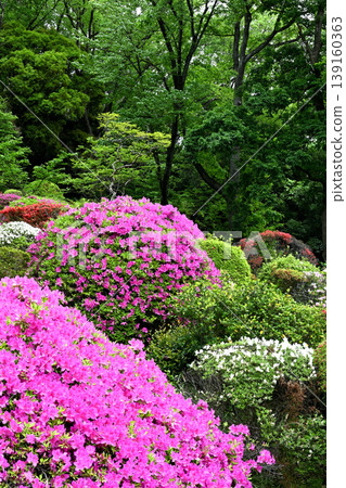 Kawasaki City Togakuin Temple and azalea flowers Kawasaki City Togakuin Temple and azalea flowers 139160363
